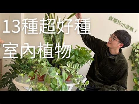 盆栽推薦